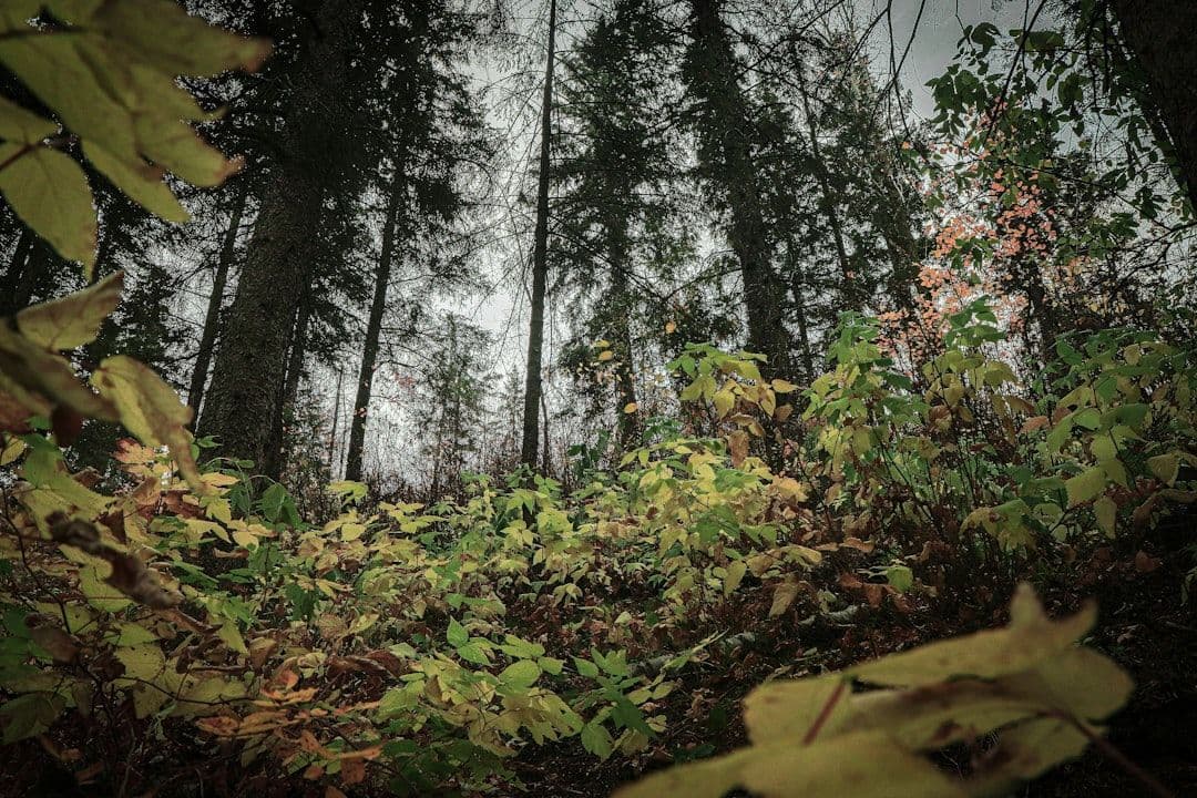 World Green Building Week 2026: ESG-Regulierung beschleunigt Dekarbonisierung
